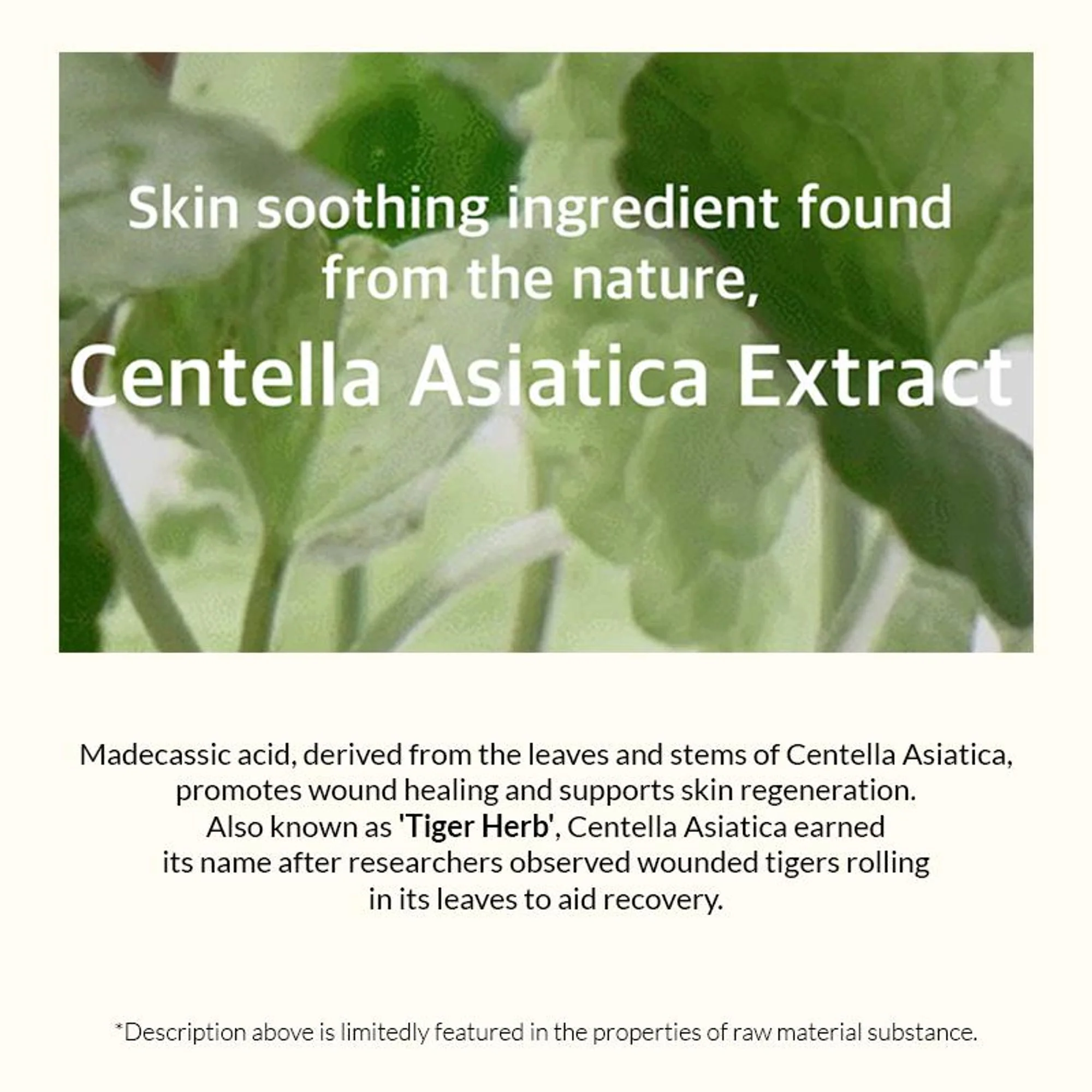 Mixsoon Soondy Centella Asiatica Essence, Calms Redness, Hydrates & Repairs Skin Barrier - Image 5