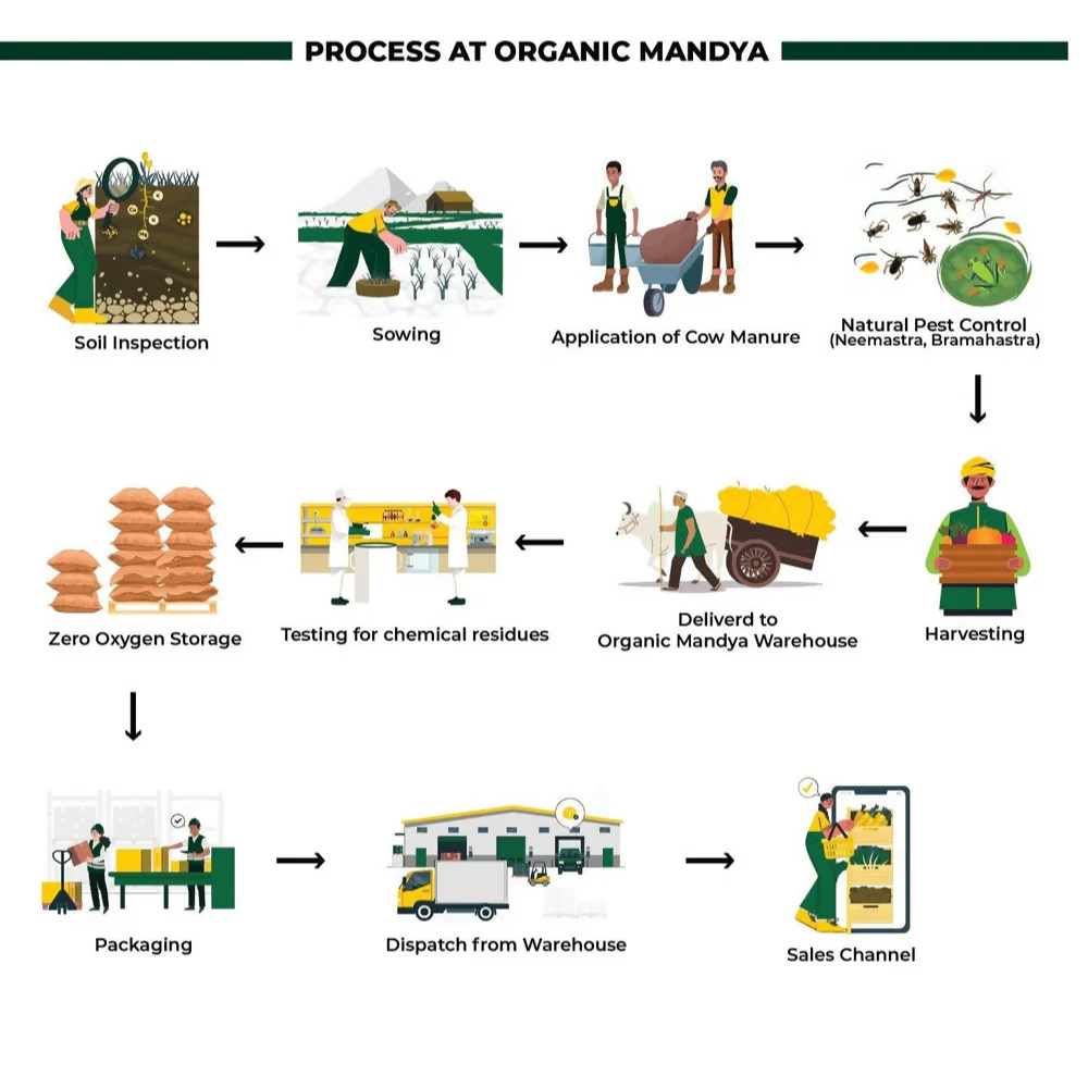 Organic Mandya Cow Pea Red - Image 4
