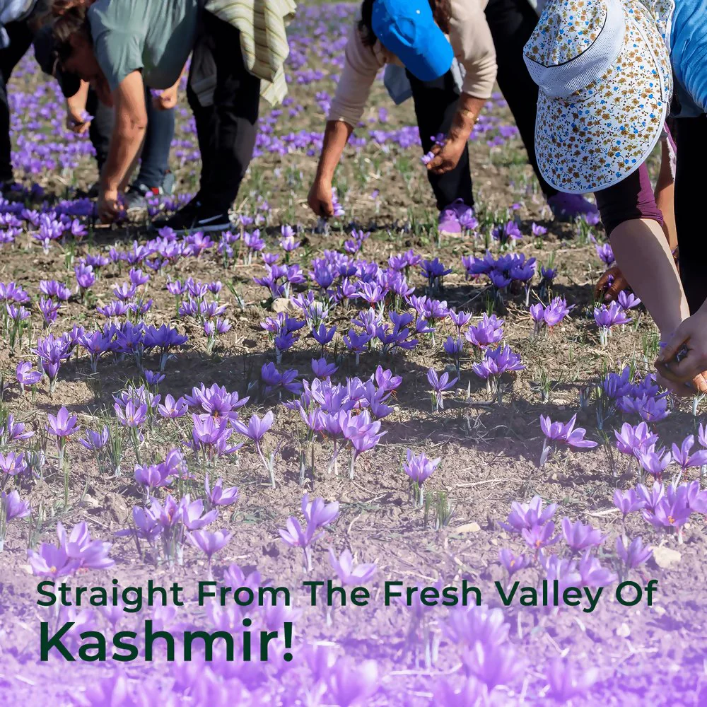 Organic Mandya Kashmiri Saffron - Image 5